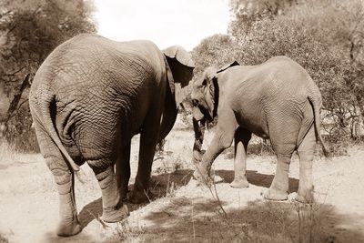 View of trees on field