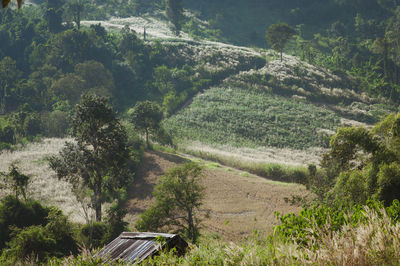 High angle view of road amidst trees in forest