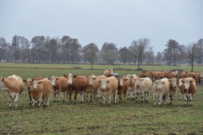 Flock of sheep in a field