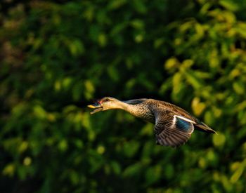 Close-up of bird flying against trees