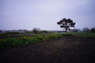 Scenic view of field against clear sky