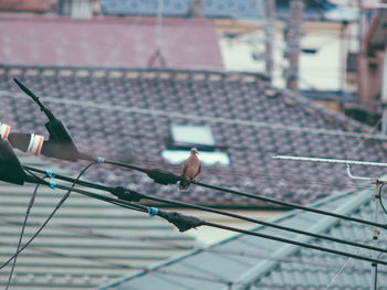 Birds perching on railroad track