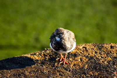 Close-up of bird perching on rock