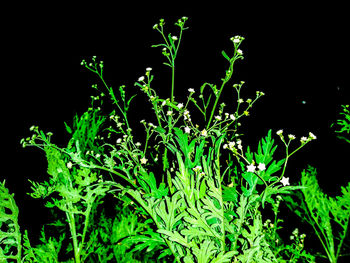 Close-up of fresh plants against black background