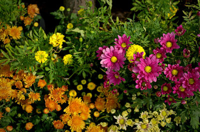 Close-up of colorful flowers blooming in park