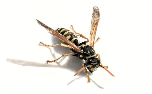 Close-up of insect against white background