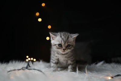 Close-up portrait of kitten