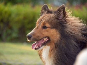 Dog walking in the sunny evening park