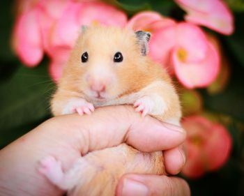 Cropped hand holding hamster