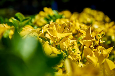 Close-up of yellow flowering plant