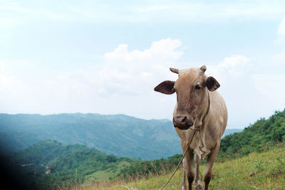 View of cow on landscape