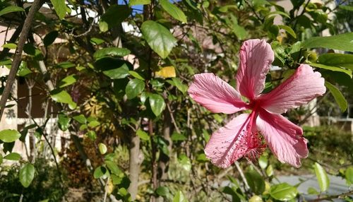 Close-up of pink hibiscus blooming on tree