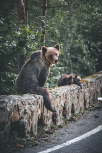 Bears on retaining wall at forest