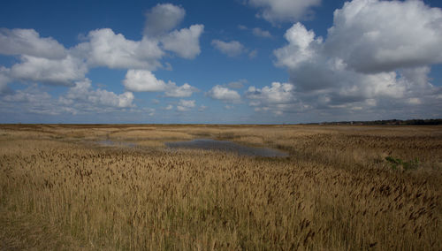 Reedbeds and salt marshes, under blue skys at blakeney, norfolk, united kingdom 