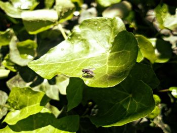 Close-up of insect on leaf