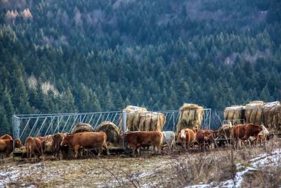 Horses in a farm