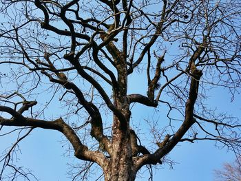 Low angle view of eagle on bare tree against clear sky