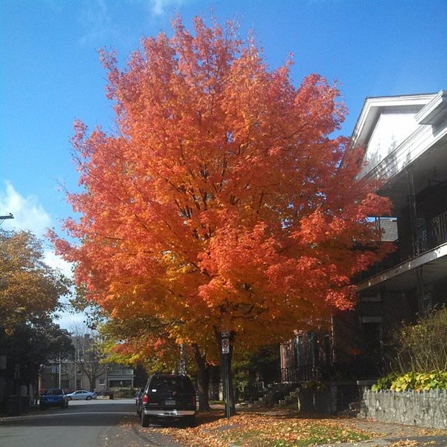 tree, building exterior, architecture, car, autumn, built structure, transportation, road, street, land vehicle, change, city, clear sky, mode of transport, growth, sky, sunlight, season, day, outdoors