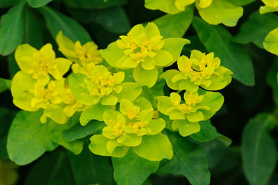 Close-up of yellow flowering plant