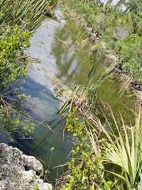 High angle view of plants in lake