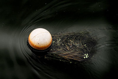 High angle view of jellyfish swimming in lake