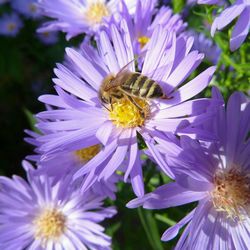 Close-up of honey bee pollinating flower