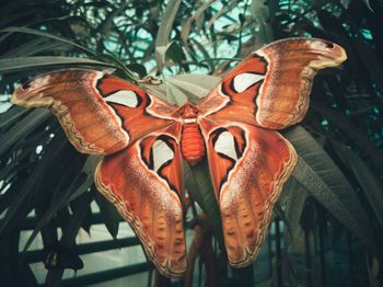 Close-up of butterfly on leaf