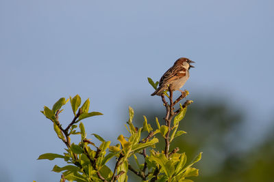 Low angle view of bird perching on plant against clear sky