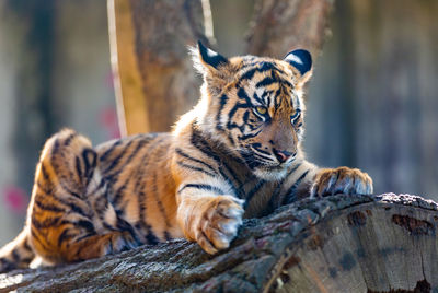 Close-up of tiger