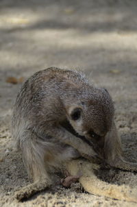 Close-up of an animal on field