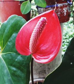 Close-up of red flowers