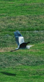 Side view of a bird flying over green field