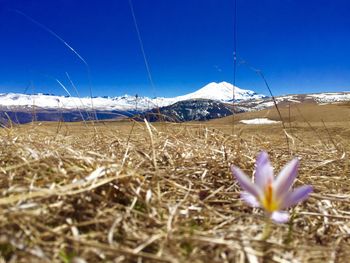 Close-up of crocus on field against blue sky