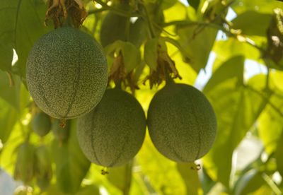 Close-up of fruits growing on tree