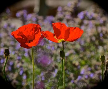 Close-up of red poppy flower