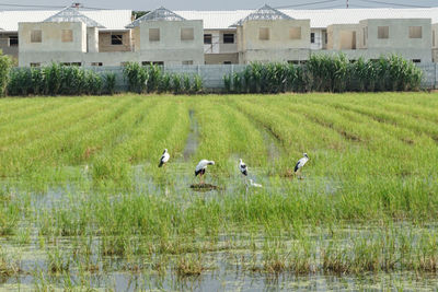 Ducks in a field