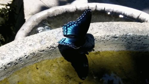 animal
