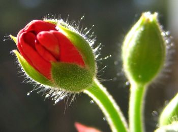 Close-up of red flower