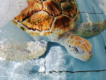 High angle view of fish swimming in sea