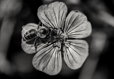 Close-up of insect on flower against blurred background