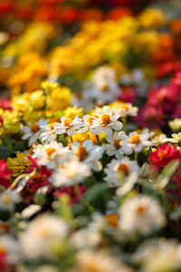 Close-up of flowering plants on field