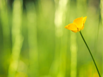 Close-up of yellow flower