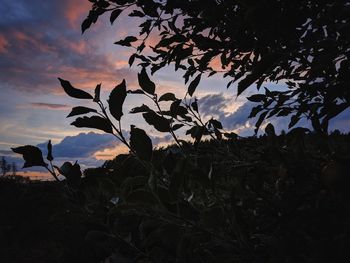 Low angle view of silhouette trees against sky during sunset