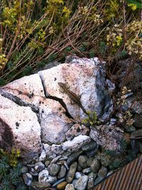 Close-up of rock on tree