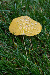 Close-up of mushroom growing on field