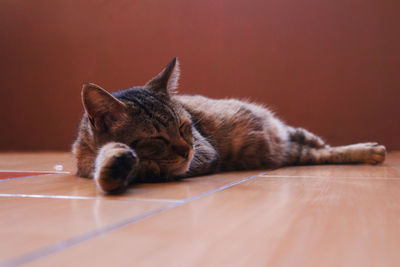 Cat lying on floor