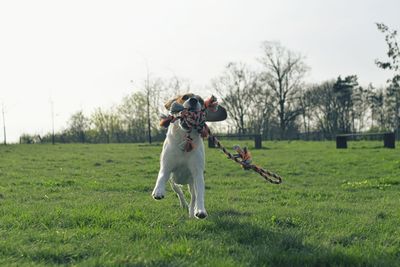 Playful dog on a walk. cute beagle puppy with dog toy rope. dog running in the meadow. playful puppy