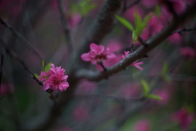 Close-up of pink cherry blossoms in spring