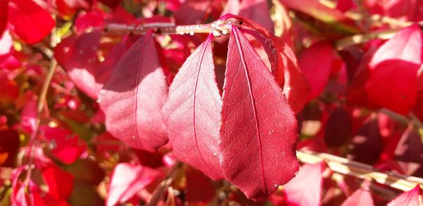 Close-up of red leaves on plant