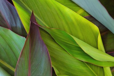 Close-up of green leaves on plant